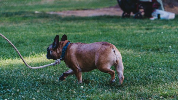 Production animale : Élevage, transformation et informations précieuses