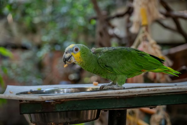 Possibilités de conservation des animaux en danger d'extinction selon la Liste Rouge UICN