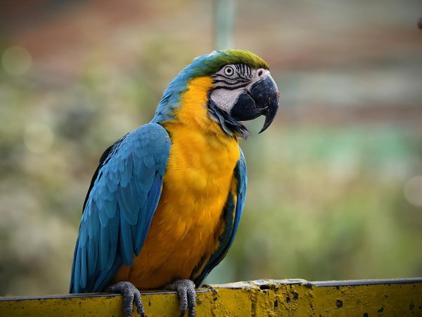 Le guide ultime pour chouchouter votre chien avec Canichien !