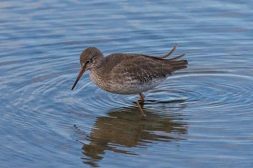 La richesse de la biodiversité animale et ses incroyables contributions à l'écosystème