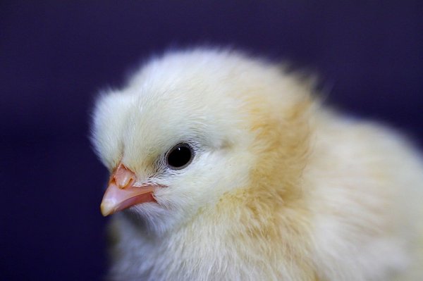 Quels sont les avantages de l'utilisation d'une couveuse ?