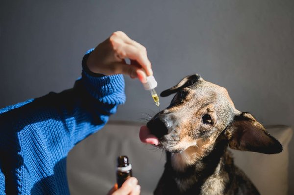 Est-ce que le CBD est bon pour les chiens ?