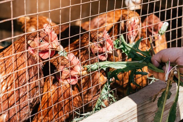 Quel est le grillage idéal à choisir pour son poulailler ?