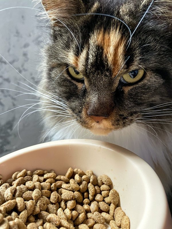 Comment choisir les meilleures croquettes pour votre chat ?