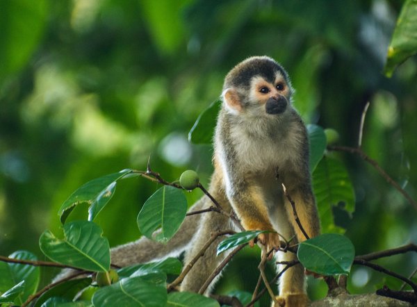 Quelles sont les informations essentielles à connaitre sur la vente des singes ?