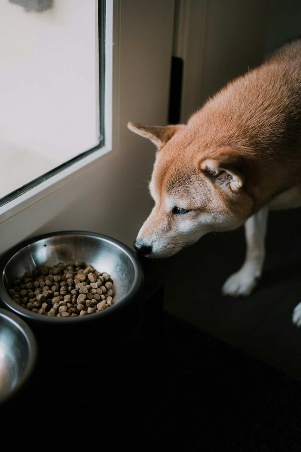 Pourquoi opter pour des croquettes françaises ?